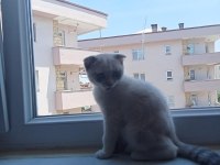 Acil satılık il dişi hönderim yapılır