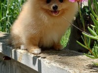 Pomeranian boo dişi krem rengi