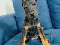 A kalite doberman yavruları