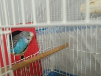 Anne baba 1 adet yavru muhabbet kuşu