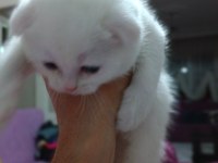 Seceresi Temiz ve Kaliteli Scottish fold yavrular