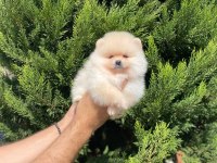 Pomeranian boo yavruları