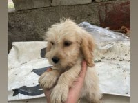 ANTALYA MALTİPOO KÖPEKLER