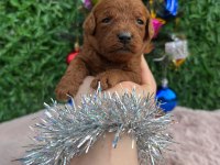 Toy poodle bebekler