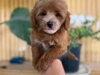 Maltipoo Bebek Köpekler Referans Yavru