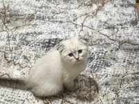 Scottish fold blue point yavrularımız