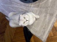 Ücretsiz Scottish Fold Ve British Fold
