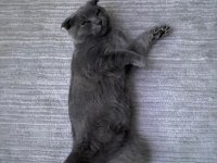 7 aylık erkek british shorthair kedimiz