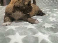 Shih tzu (şitzu) bebekler