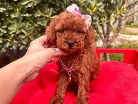 Sevimli Toy Poodle Yavrularımız