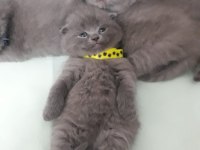 Anne sütünde scottish fold yavru