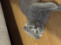 Bebek yüzlü scottish fold