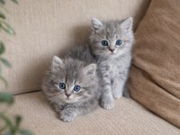 British longhair yavrularım