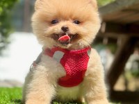 Safkan Pomeranian Boo Bebekler