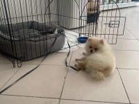 sakarya'da 4 aylık pomeranian erkek