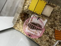 Akvaryumlu Suriye hamster