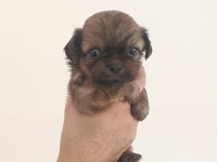 Dişi Erkek Pekinez Köpekler