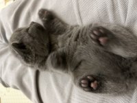 EN MUHTEŞEM KARNE HEDİYESİ SCOTTİSH FOLD KEDİLER