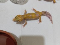Leopard gecko dişi ve erkek