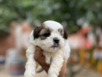 Shih tzu yavrularımız