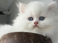 BRİTİSH LONGHAİR DİŞİ YAVRU