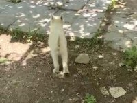 Erkek husky