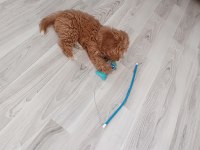 Safkan maltipoo bebek