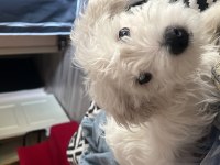 Maltese terrier erkek