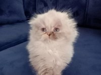 Scottish fold longhair