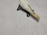 sultan papağanı lutino 4 aylık