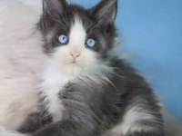 Özel Maine Coon Erkek Mavi Gözlü
