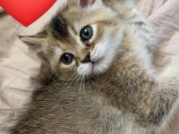 British shorthair Golden yavrumuz yeni yuvasını arıyor