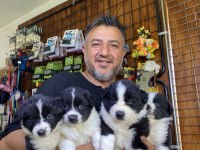 En Zeki Irk Border Collie Yavruları