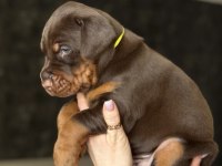 Doberman Yavrularımız