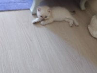 İzmir yavru kedimizi sahiplendirme