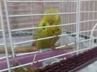 Şov jumbo takım muhabbet kuşu