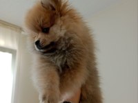 3 aylık çok akıllı pomeranian