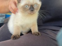 Siyam Kedisi Bebek