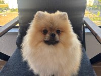 2 yaşında pomeranian teddy face oğlumuzu veriyoruz