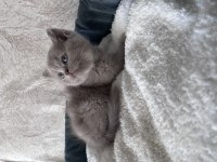 British Shorthair yavrular