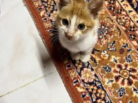 Sarı yavru kedim