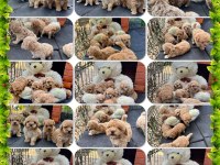 Google görsellerde bile olmayan Maltipoo köpeklerimiz