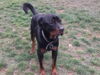 KOCA KAFA Rottweiler eğitimlidir 1 yaşında