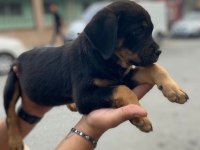 Son kalan dişi rottweiler yavrumuz