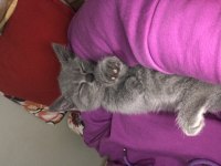 British shorthair mia kızımız