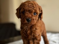A KALİTE ORJİNAL TOY POODLE