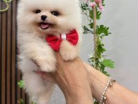 Pomeranian Boo Puppy
