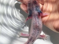 Semender Aksolotl Yavrularımız Gönderim Var