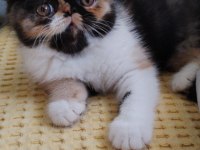 CFA KAYITLI ANNE VE BABA YAVRU KEDİMİZ