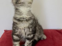 MCO dişi silver tabby